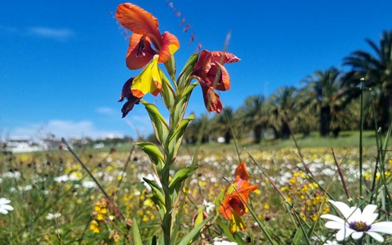 flowers