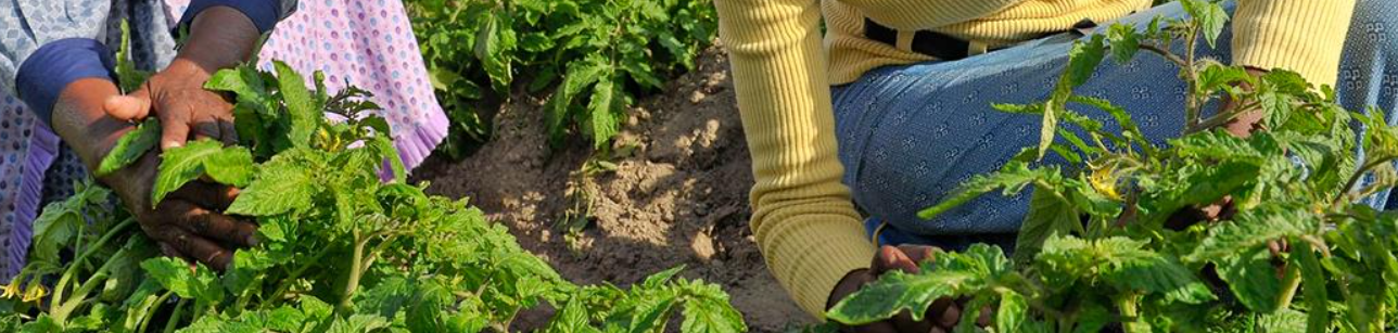 Woodstock and Hout Bay residents invited to help City test food-waste diversion service